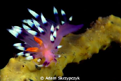 Another balancing act nudi by Adam Skrzypczyk 